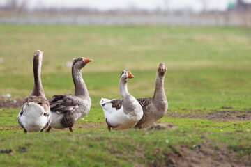 Geese Graze Green Meadow Flock