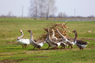 A flock of geese grazes on a green meadow in the countryside. The geese walk together one after another.