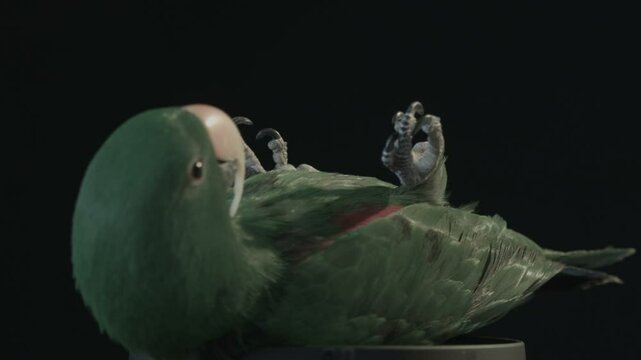 Male Eclectus Parrot Spinning