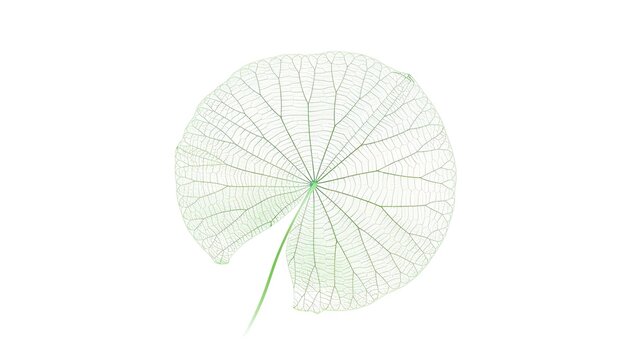 A green lotus leaf is prominently isolated on a white background, introducing a concept related to nature and tranquility with the integration of Generative Ai. The vivid green of the lotus leaf again