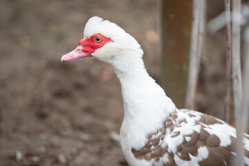 Birds on the farm. White Muscovy duck close-up.