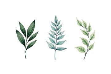 Watercolor leaves foliage botanical illustration vector design element for invitation card art print silhouette