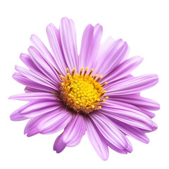 Obraz premium Aster Blossom Unveiling Hidden Beauty