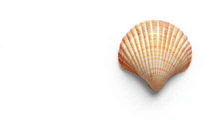 Obraz premium Single Seashell on White Background Beige and Brown Tones, Detailed Texture