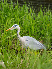 河川敷の茂みで餌を探すアオサギ