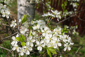 Cherry branch with flowers. Cherry blossom. Cherry blossoms close-up.
