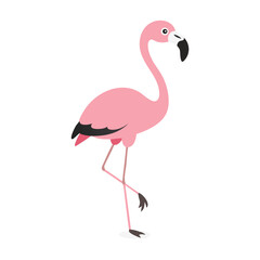 Flamingo: The Elegant Pink Wader