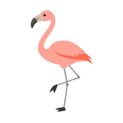 Flamingo: The Elegant Pink Wader
