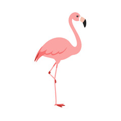 Flamingo: The Elegant Pink Wader