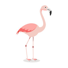Flamingo: The Elegant Pink Wader