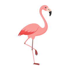 Flamingo: The Elegant Pink Wader