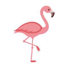 Flamingo: The Elegant Pink Wader