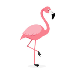 Flamingo: The Elegant Pink Wader
