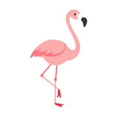 Flamingo: The Elegant Pink Wader