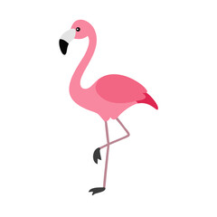Flamingo: The Elegant Pink Wader