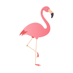 Flamingo: The Elegant Pink Wader