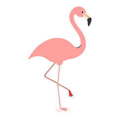 Flamingo: The Elegant Pink Wader