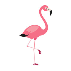 Flamingo: The Elegant Pink Wader
