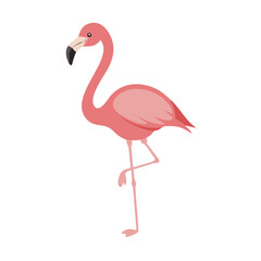Flamingo: The Elegant Pink Wader