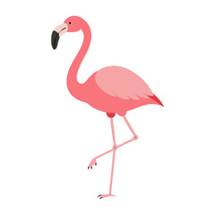 Flamingo: The Elegant Pink Wader