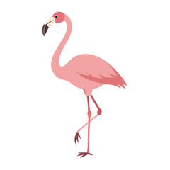Flamingo: The Elegant Pink Wader