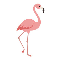 Flamingo: The Elegant Pink Wader