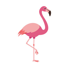 Flamingo: The Elegant Pink Wader