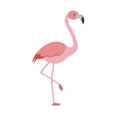Flamingo: The Elegant Pink Wader