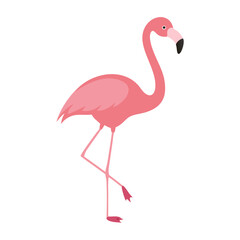 Flamingo: The Elegant Pink Wader