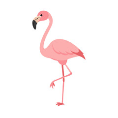 Flamingo: The Elegant Pink Wader