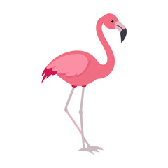 Flamingo: The Elegant Pink Wader