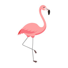 Flamingo: The Elegant Pink Wader