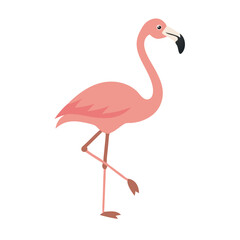 Flamingo: The Elegant Pink Wader