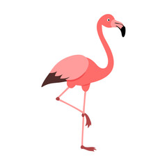 Flamingo: The Elegant Pink Wader