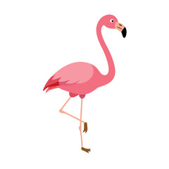 Flamingo: The Elegant Pink Wader