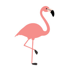 Flamingo: The Elegant Pink Wader