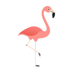 Flamingo: The Elegant Pink Wader