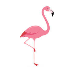 Flamingo: The Elegant Pink Wader