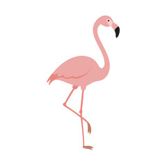 Flamingo: The Elegant Pink Wader