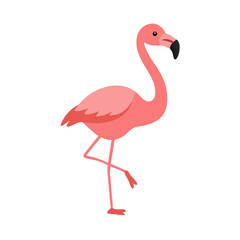 Flamingo: The Elegant Pink Wader