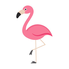 Flamingo: The Elegant Pink Wader