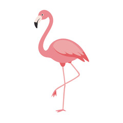 Fototapeta premium Flamingo: The Elegant Pink Wader