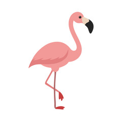 Flamingo: The Elegant Pink Wader