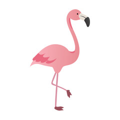 Flamingo: The Elegant Pink Wader