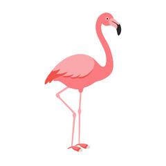 Flamingo: The Elegant Pink Wader