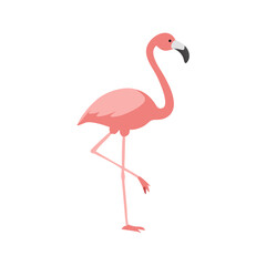 Flamingo: The Elegant Pink Wader