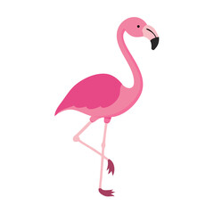 Flamingo: The Elegant Pink Wader