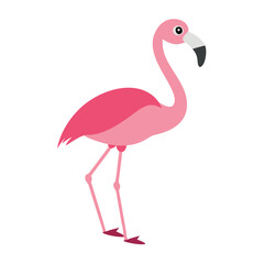 Flamingo: The Elegant Pink Wader