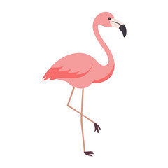 Flamingo: The Elegant Pink Wader