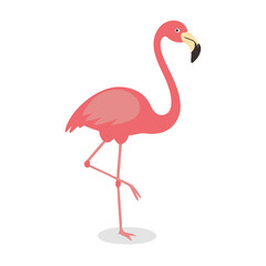Flamingo: The Elegant Pink Wader